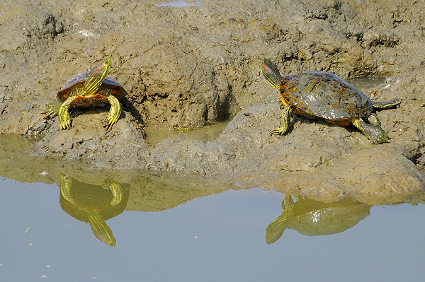 Trachemys scripta elegans